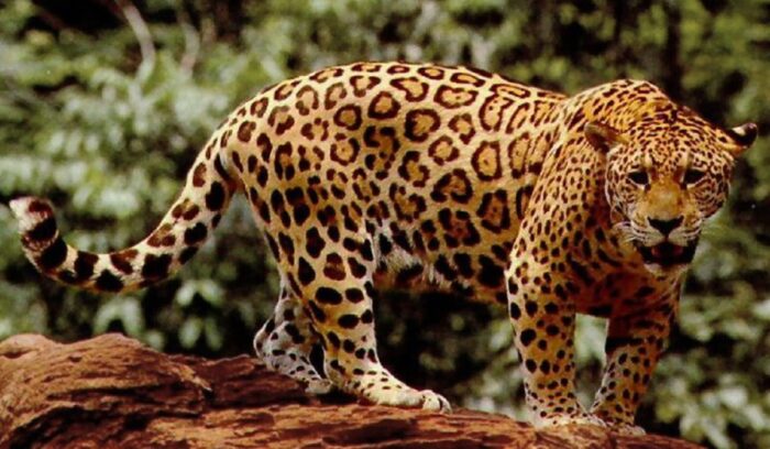 Jaguar