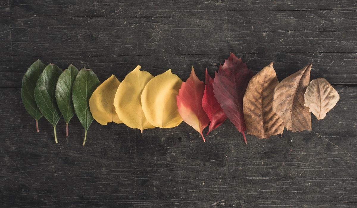 Photo of leaves of different colors, represent impermanence, from article: what is change