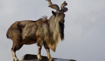 Markhor