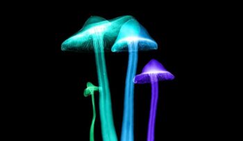 Micro X-ray of mushrooms with false colors