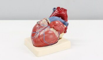 Model of a heart