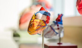 Model of a human heart