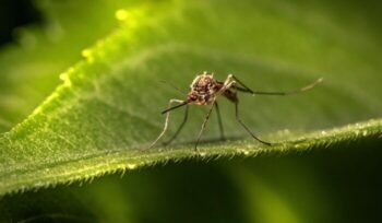 Mosquito on a leaf