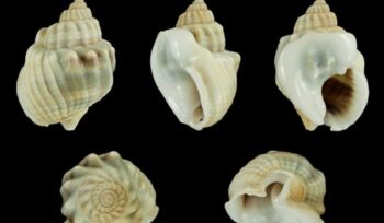 Nassarius shells