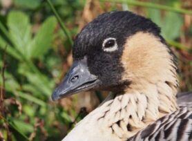 px Nene portrait