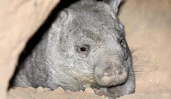 Northern hairy-nosed wombat