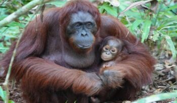 Orangutans sitting in the forest