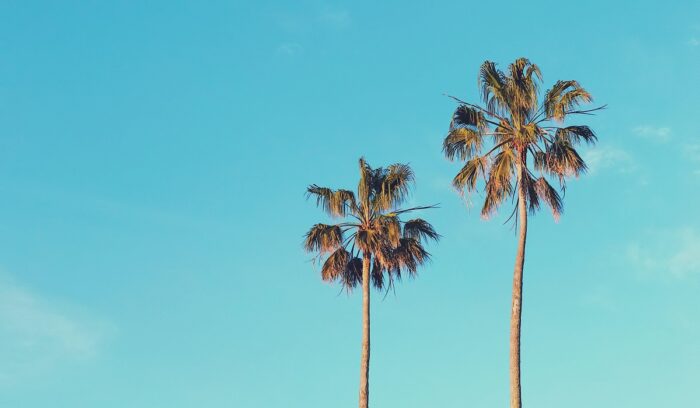 Palm trees