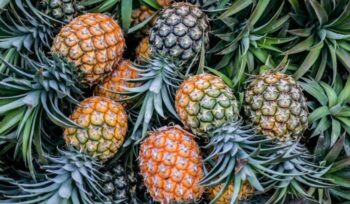 Pineapples|jeremy bishop unsplash