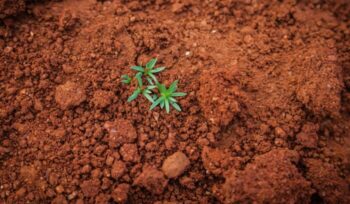 Plant sprouting from soil