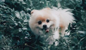 Pomeranian