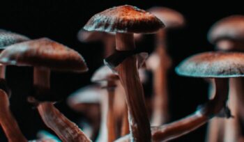 Psilocybin mushrooms