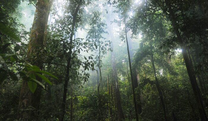 Brazil Amazon Restoration 204 Million Forest Recovery Fund Brazil Amazon Restoration 204 Million Forest Recovery Fund