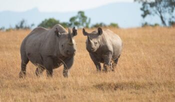 Rhinos standing in an open field