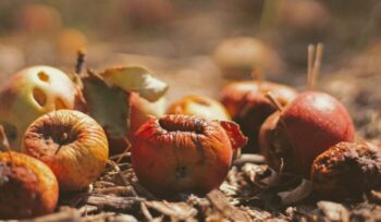 Rotting fruit|fikri rasyid unsplash