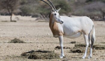 Sahara scimitar Oryx