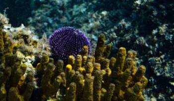 Sea sponges and urchin|jimmy chang unsplash