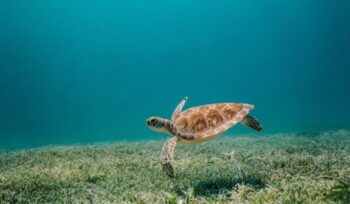 Sea turtle swimming