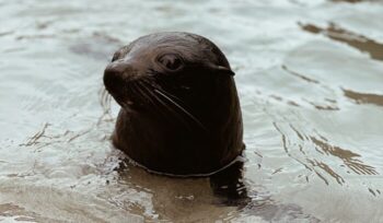 Seal in the water