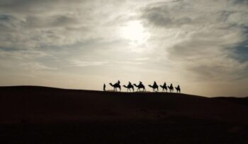 Silhouette of camels