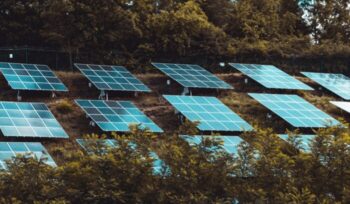 Solar panels amidst trees and bushes