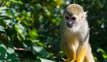 Squirrel monkey