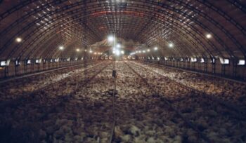 Thousands of small chickens packed into a small building