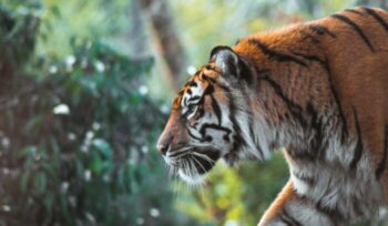 Tiger|glen carrie unsplash