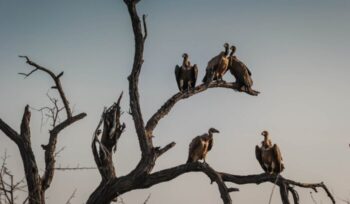 Vultures on a tree