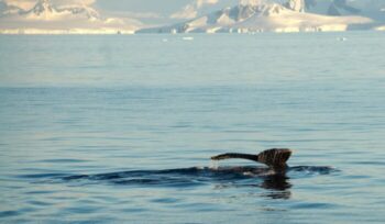 Whale tail fin off Antarctic coast