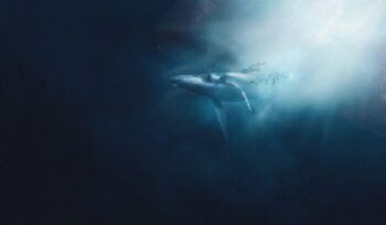 Whale underwater