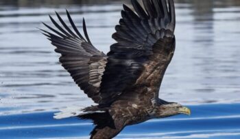 White tailed eagle