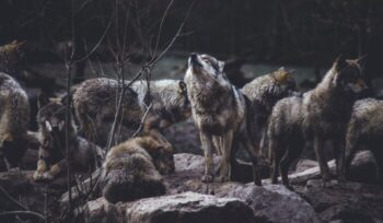 Wolves in the wild