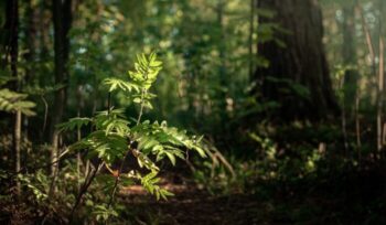 Young tree in a forest