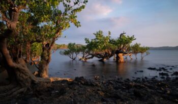 Mangrove tree in the waters around Nosy Be Madagascar