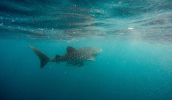 Basking shark