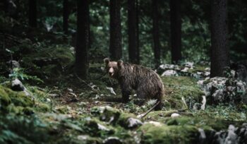 Bear in the woods