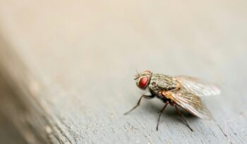 Fly