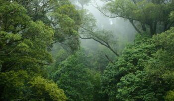 Rainforest