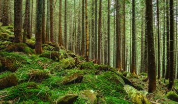 Forest scene