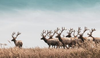 Herd of elk