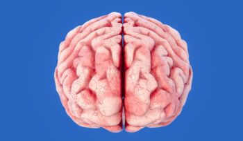 Illustration of two halves of the brain