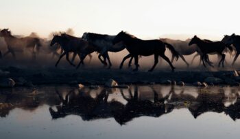 Horses running