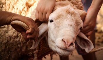 Hands touching a sheep