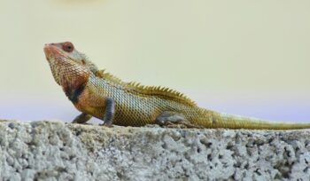 Iguana