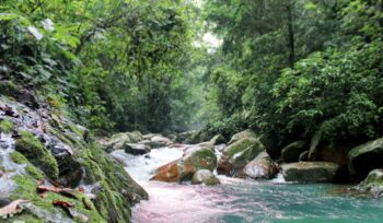 River running through rainforest