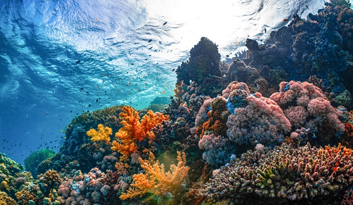 Marine protection wins: ocean conservation breakthroughs worldwide